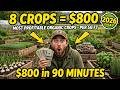 8 Most Profitable Organic Crops Per Square Foot in the USA
